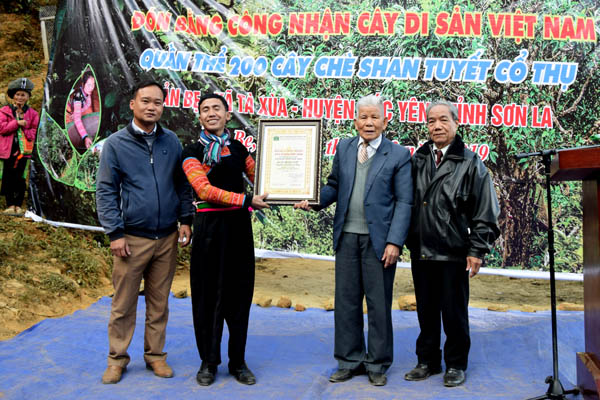 Quần[-]thể[-]200[-]cây[-]chè[-]Shan[-]tuyết[-]cổ[-]thụ[-]tại[-]bản[-]Bẹ,[-]xã[-]Tà[-]Xùa,[-]huyện[-]Bắc[-]Yên,[-]tỉnh[-]Sơn[-]La[-]được[-]vinh[-]danh[-]Cây[-]Di[-]sản[-]Việt[-]Nam